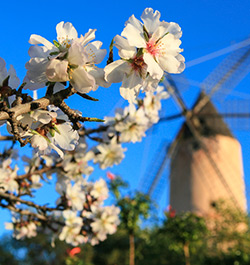 Floracin de los almendros